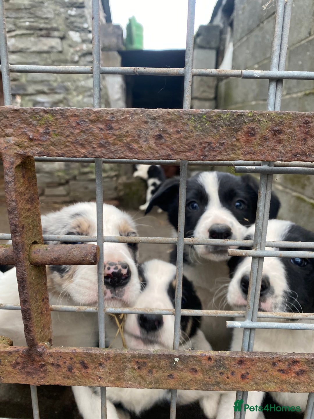 Border Collie dogs for sale: Black & White Border Collie Pups near Hay-on-Wye - Advert 8