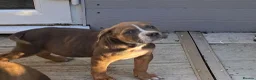 Mixed Breed dogs for sale: amazing corso x pocket bullys ready now  - Advert 8
