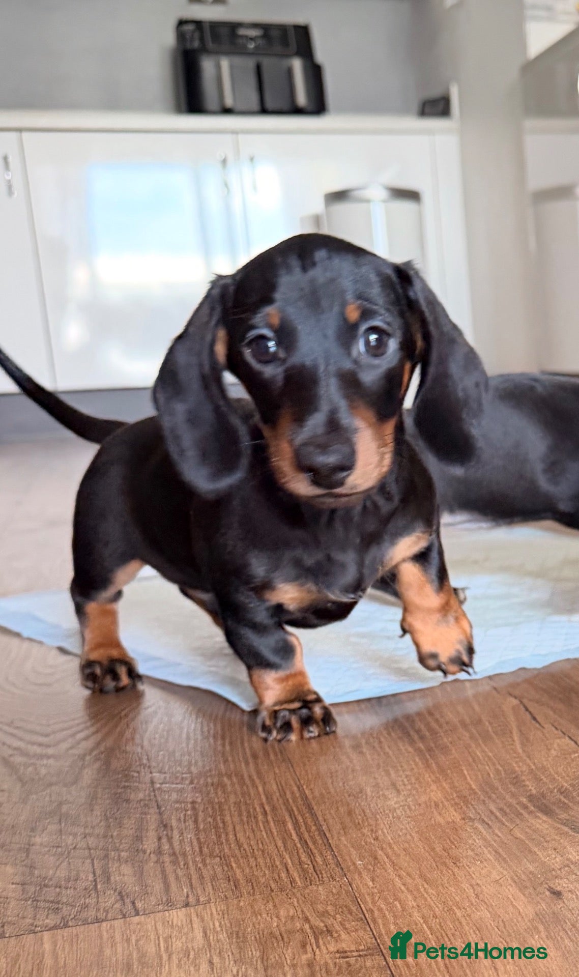 Miniature Dachshund dogs KC Miniature Dachshunds ready to leave now London - Advert 2