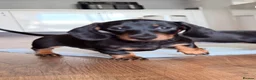 Miniature Dachshund dogs for sale: KC Miniature Dachshunds ready to leave now London - Advert 2