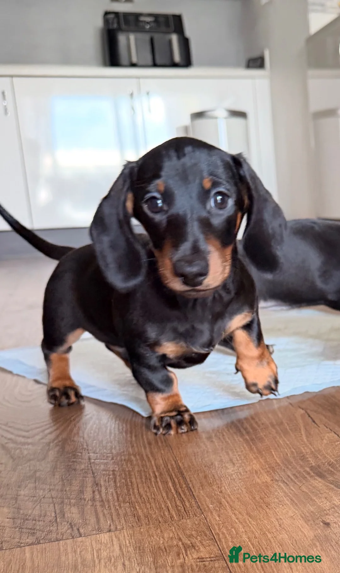 Miniature Dachshund dogs for sale: KC Miniature Dachshunds ready to leave now London - Advert 2