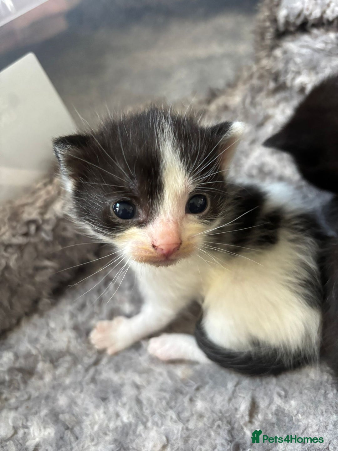 Mixed Breed cats for sale: 5 kittens will be looking for a forever home - Image 13
