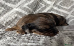 Miniature Dachshund dogs for sale: Beautiful Miniature Dachshunds  - Image 10