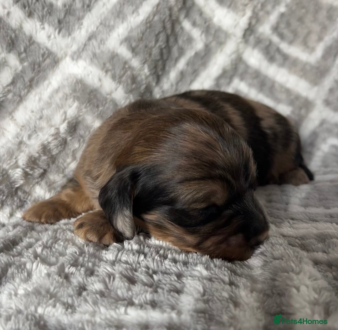 Miniature Dachshund dogs for sale: Beautiful Miniature Dachshunds  - Image 10