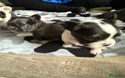 French Bulldog dogs for sale: Fluffy French Bulldogs - Image 10