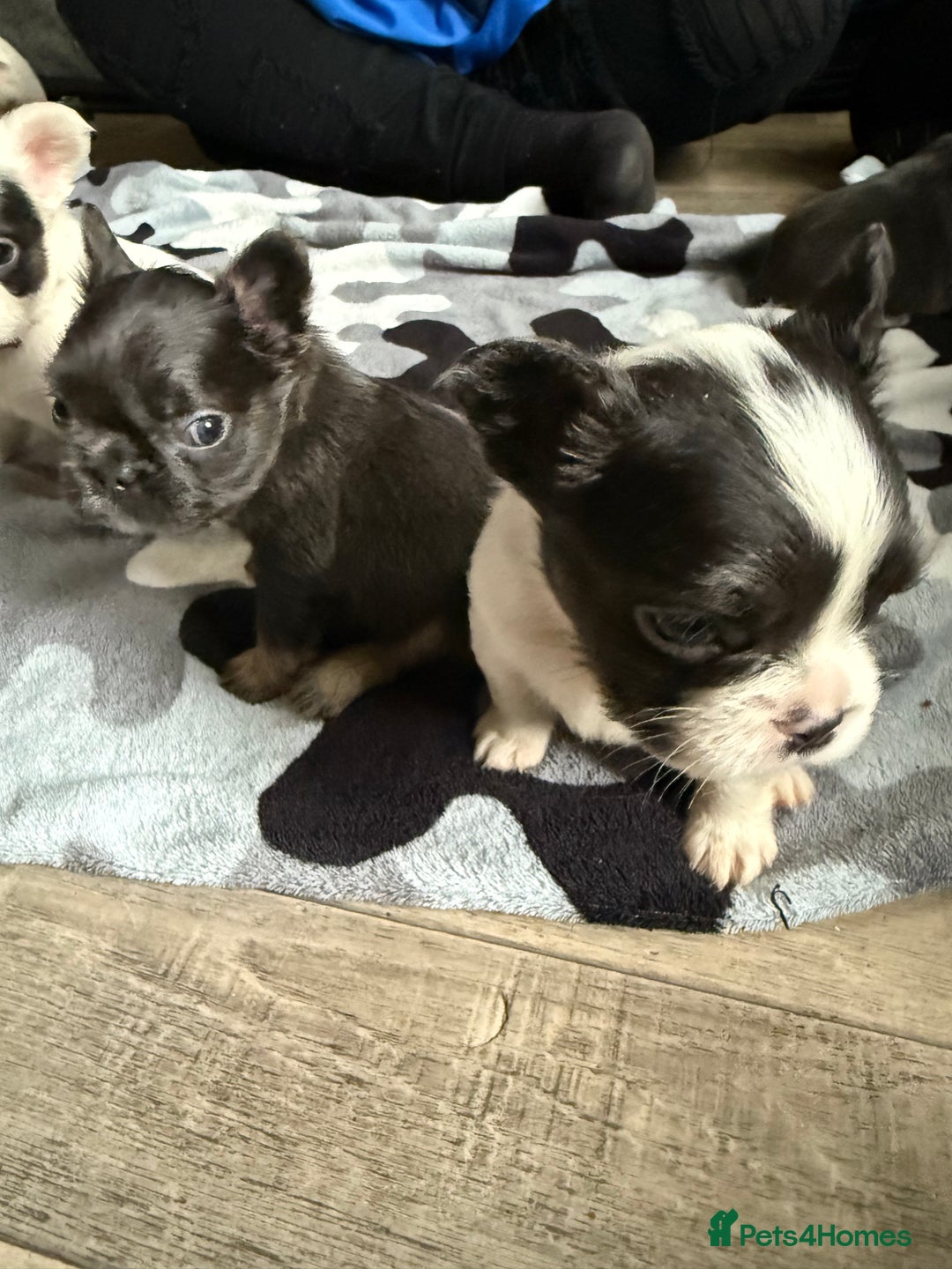 French Bulldog dogs for sale: Fluffy French Bulldogs - Image 10