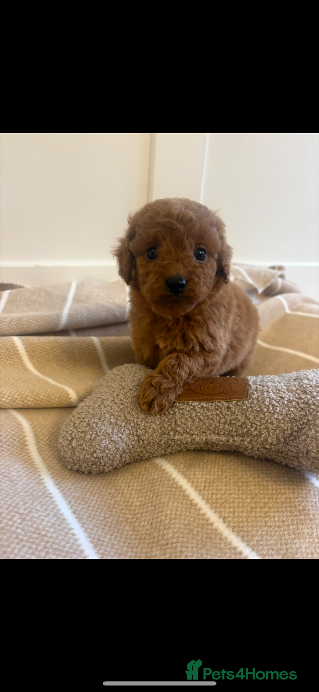 Cavapoo dogs for sale: LICENSED BREEDER QUALITY HEALTH TESTED CAVAPOOS - Advert 25