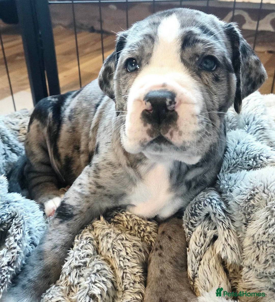 Cane Corso dogs for sale: Merle and brindle cane corso - Advert 6