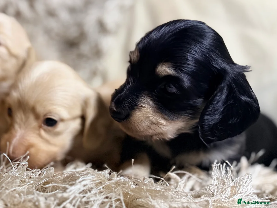 Miniature Dachshund dogs for sale: KC Longhaired Cream Miniature Dachshund Puppies - Advert 40
