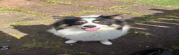 Pomeranian dogs for sale: Male panda Pom  - Advert 1