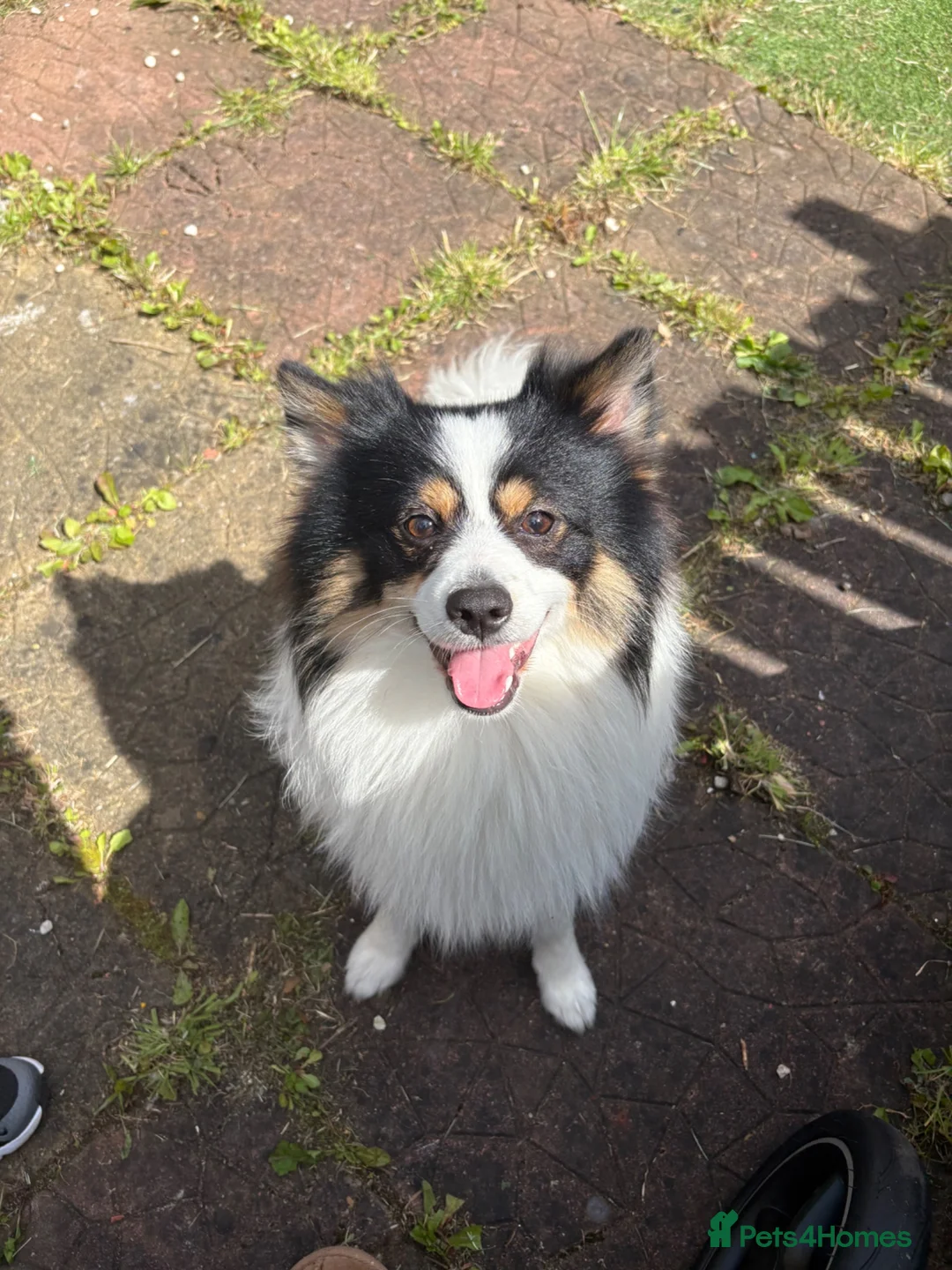 Pomeranian dogs for sale: Male panda Pom  - Advert 1