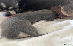 Chihuahua dogs for sale: Purebred chihuahua puppies - Image 5