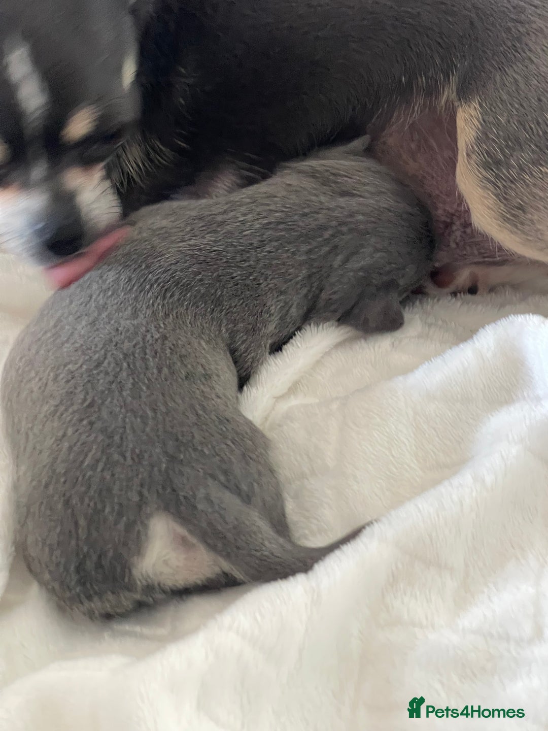 Chihuahua dogs for sale: Purebred chihuahua puppies - Image 5