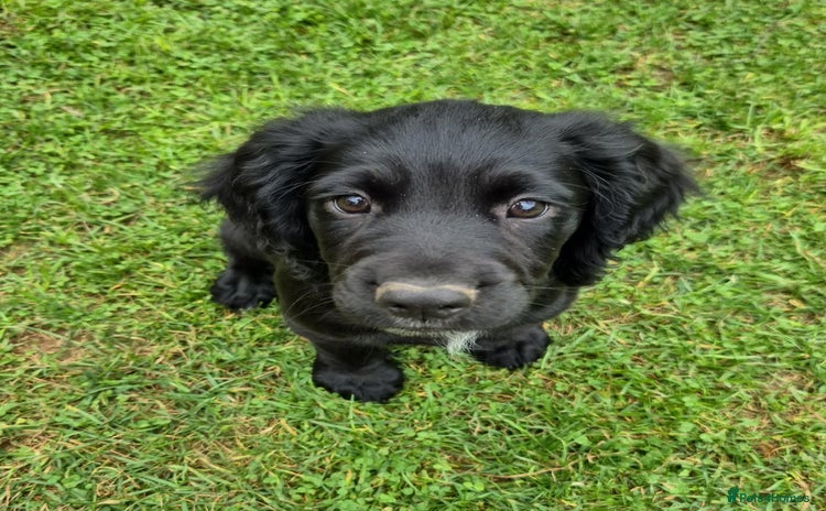 Sprocker dogs - Advert 1