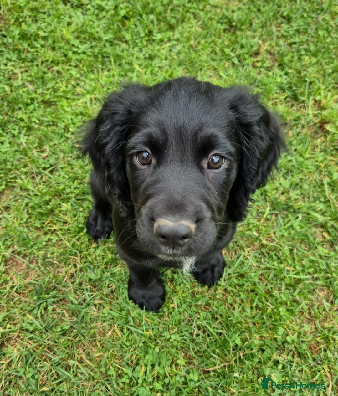 Sprocker dogs for sale: 5 beautiful sprocker puppies ✨️ 3 Boys Left 🩵 - Image 2