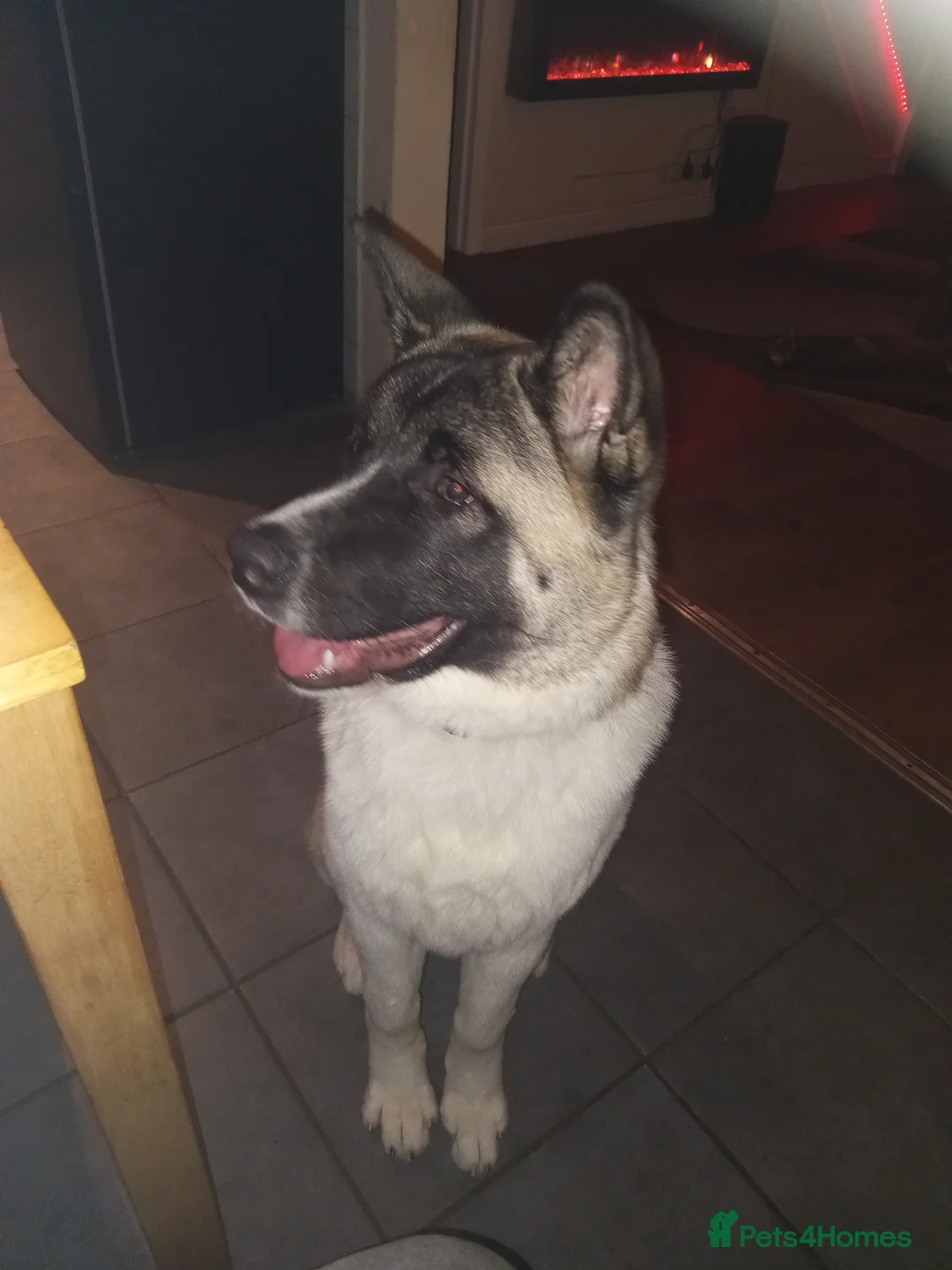 Akita dogs for sale: American akita  - Advert 2