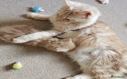 Maine Coon cats for sale: Big Chunky Maine Coon Kittens - Image 22