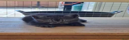 British Shorthair cats for sale: Black smoked tabby british shorthair - Advert 6
