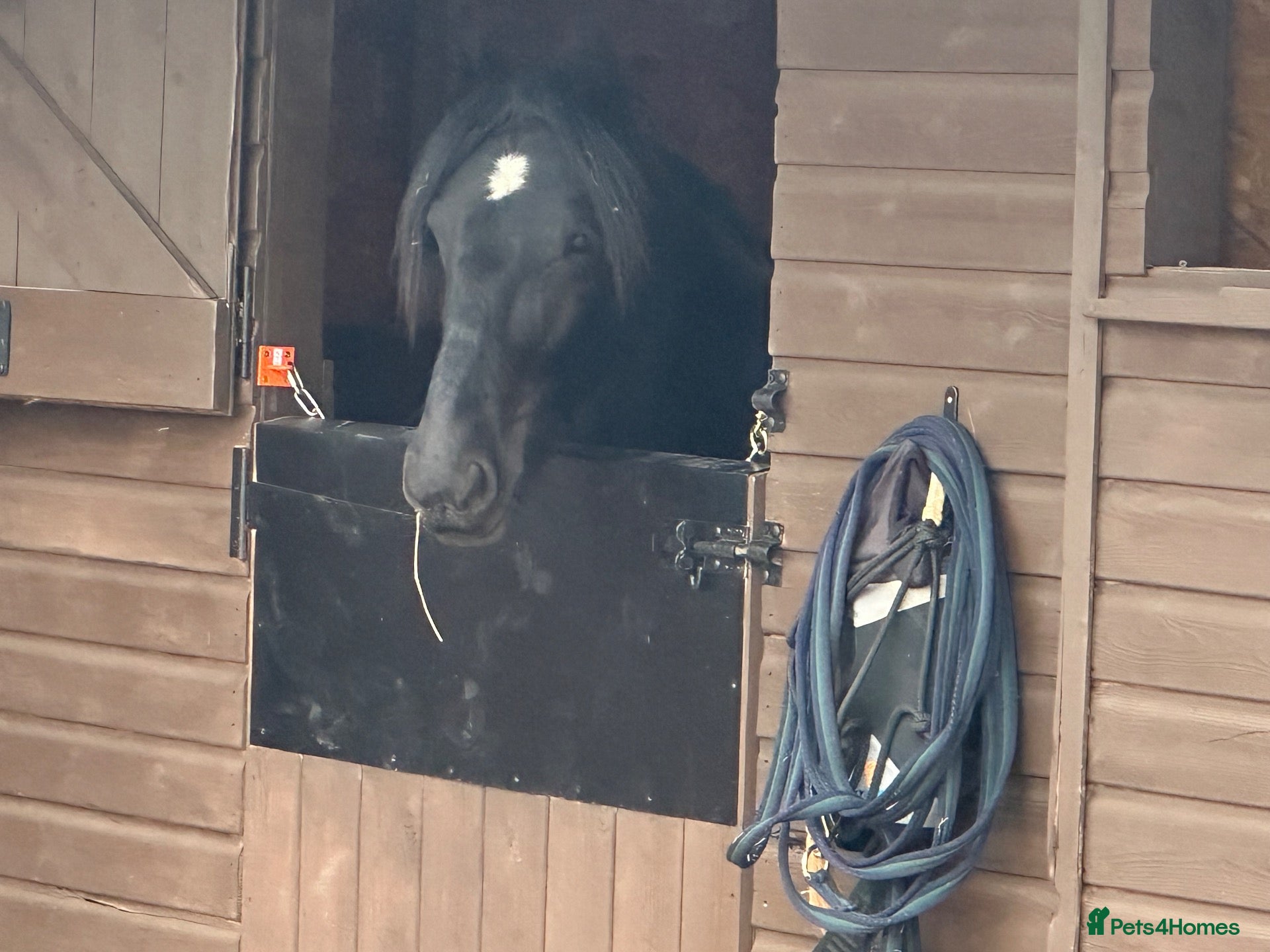 Dales horses Exceptional Dales Mare Studbook Section A - Advert 1