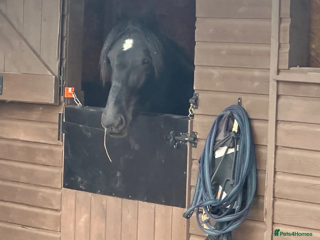 Dales horses for sale: Exceptional Dales Mare Studbook Section A in Coventry - Advert 1