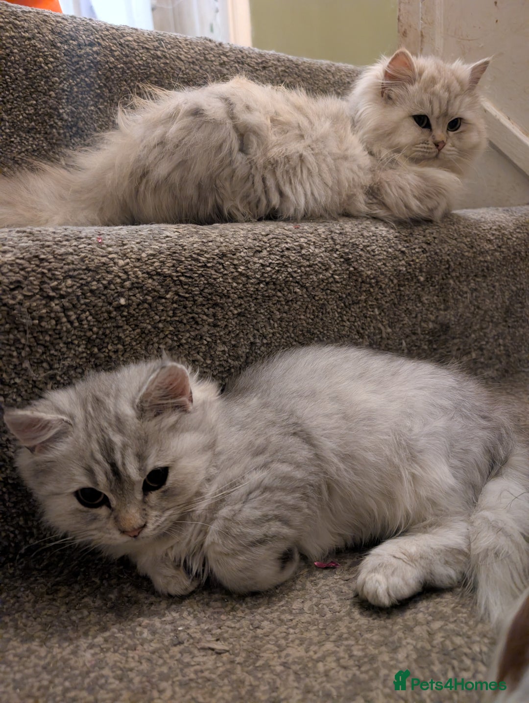 Perdoll cats for sale: Gorgeous rare Ragdolls cross Persians❤️ - Advert 5