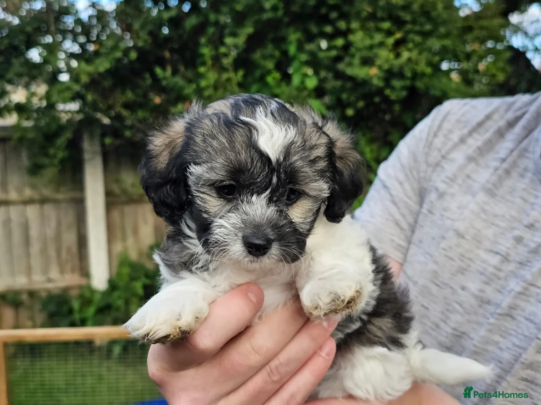 Shihpoo dogs for stud: Otis in Derby - Advert 8