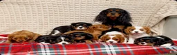 Cavalier King Charles Spaniel dogs for sale: STUNNING CAVALIER KING CHARLES PUPPIES  - Advert 4