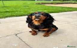 Cocker Spaniel dogs for stud: KC registered Champion bred working cocker  in Middlewich - Image 7