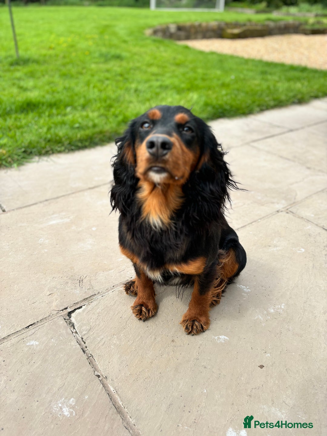 Cocker Spaniel dogs for stud: KC registered Champion bred working cocker  in Middlewich - Image 7