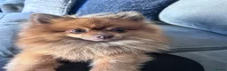 Pomeranian dogs for stud: Pom for stud  - Advert 2