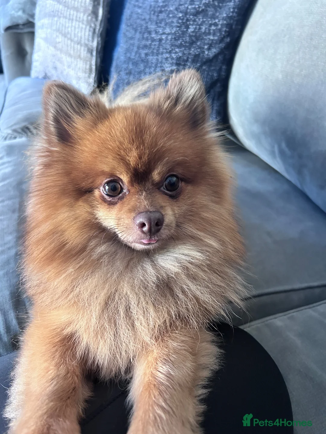 Pomeranian dogs for stud: Pom for stud  - Advert 2