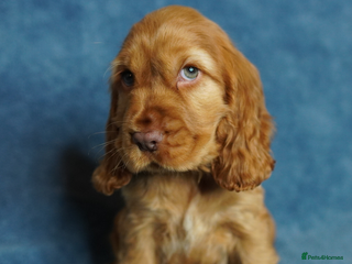 Cocker Spaniel dogs DNA Tested parents, Quality, Show Type puppies - Advert 11