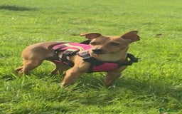 Mixed Breed dogs for adoption: Little Lady Josie is ready for her forever home! - Image 8