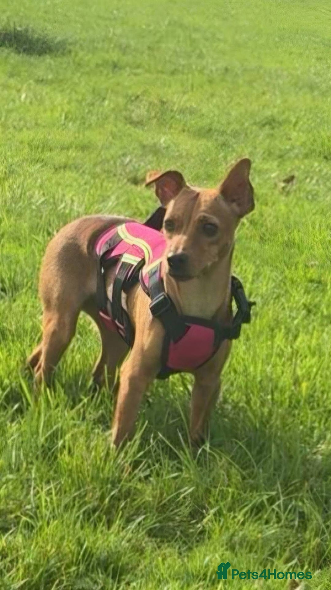 Mixed Breed dogs for adoption: Little Lady Josie is ready for her forever home! - Image 8