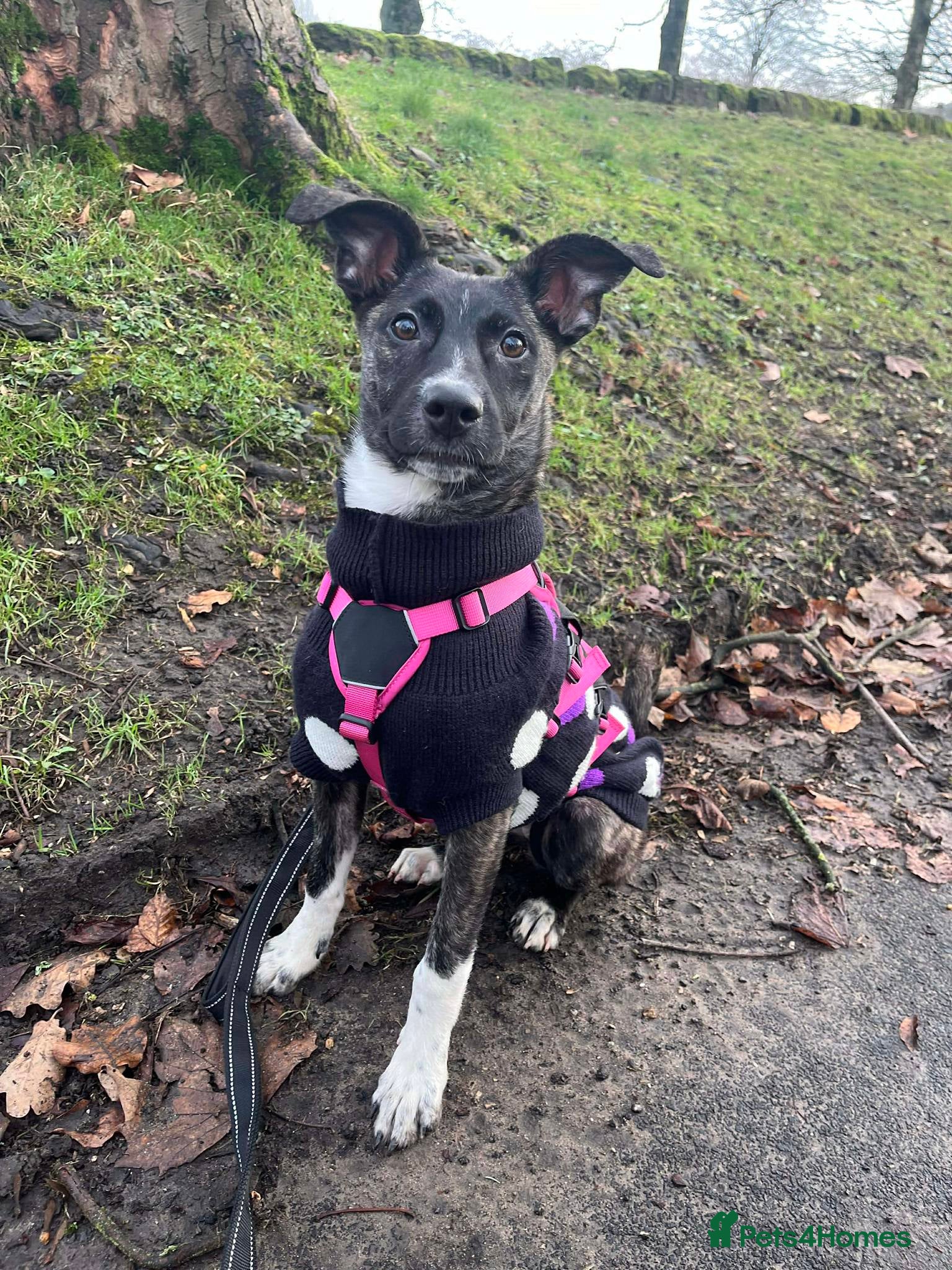 Mixed Breed dogs Trusty Tonks - Advert 2