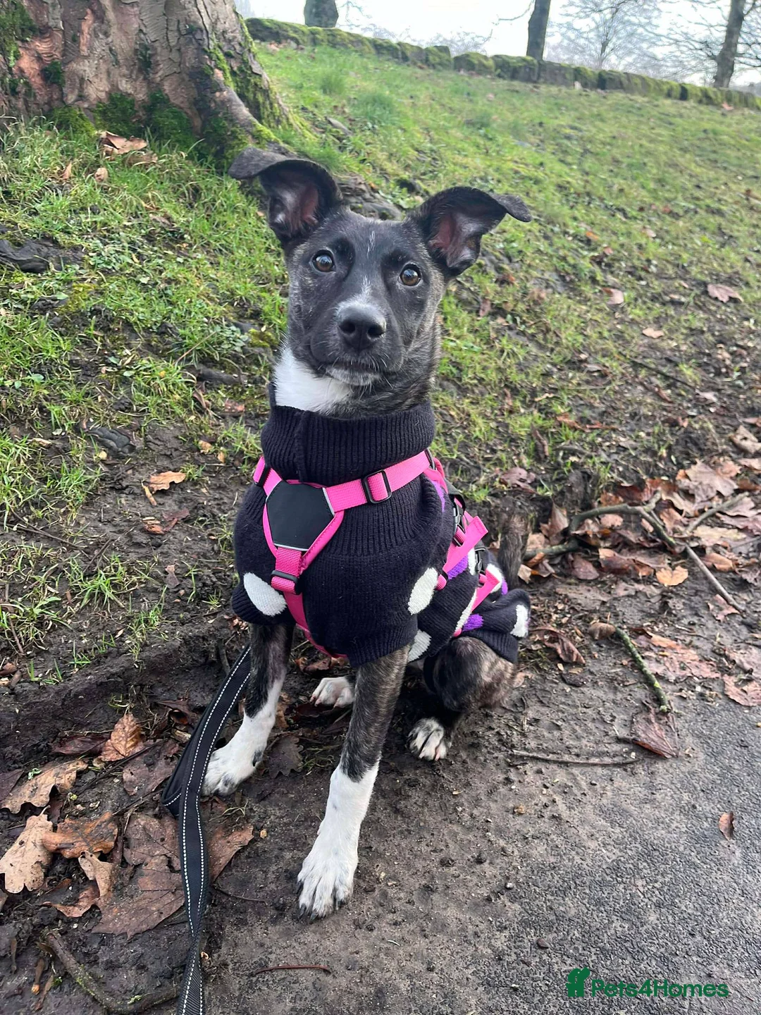 Mixed Breed dogs for adoption: Trusty Tonks - Advert 1