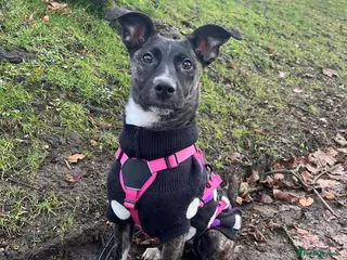 Mixed Breed dogs Trusty Tonks - Advert 2