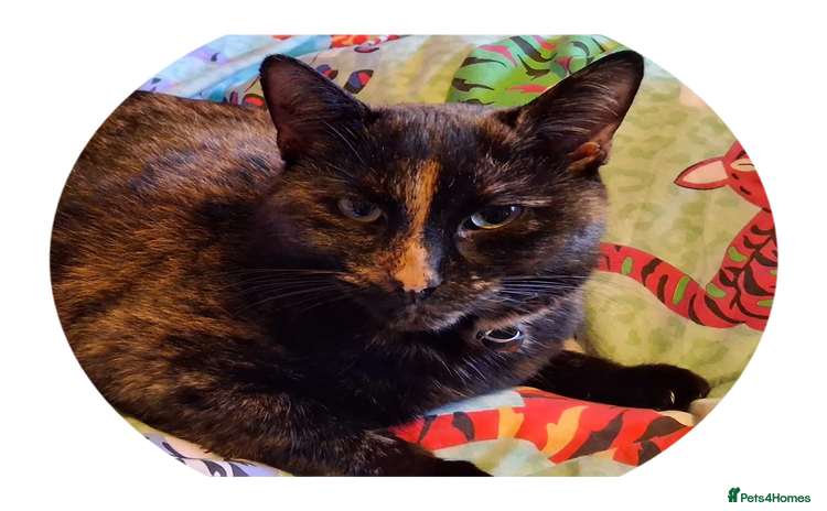 Mixed Breed cats Daisy - Advert 1