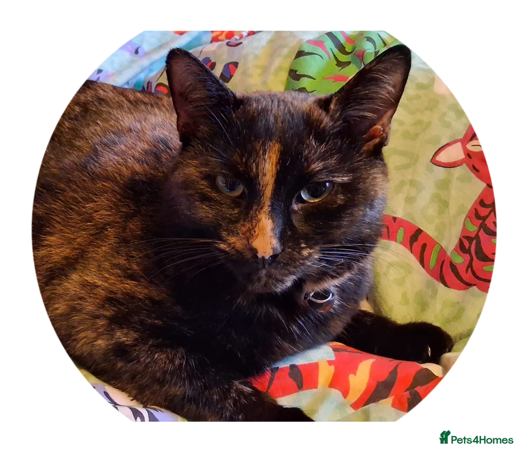 Mixed Breed cats for sale: Daisy - Advert 1