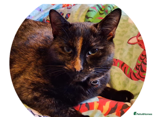 Mixed Breed cats Daisy - Advert 3