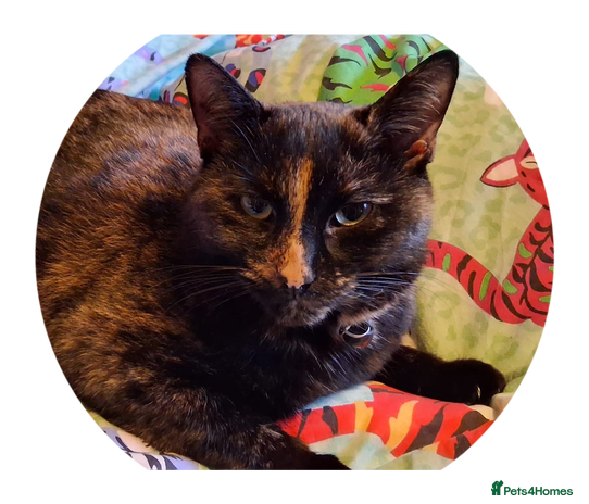 Mixed Breed cats Daisy - Advert 1