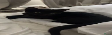Domestic Shorthair 1