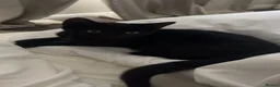 Domestic Shorthair cats for sale: 6 months old black male cat for sale  - Advert 2