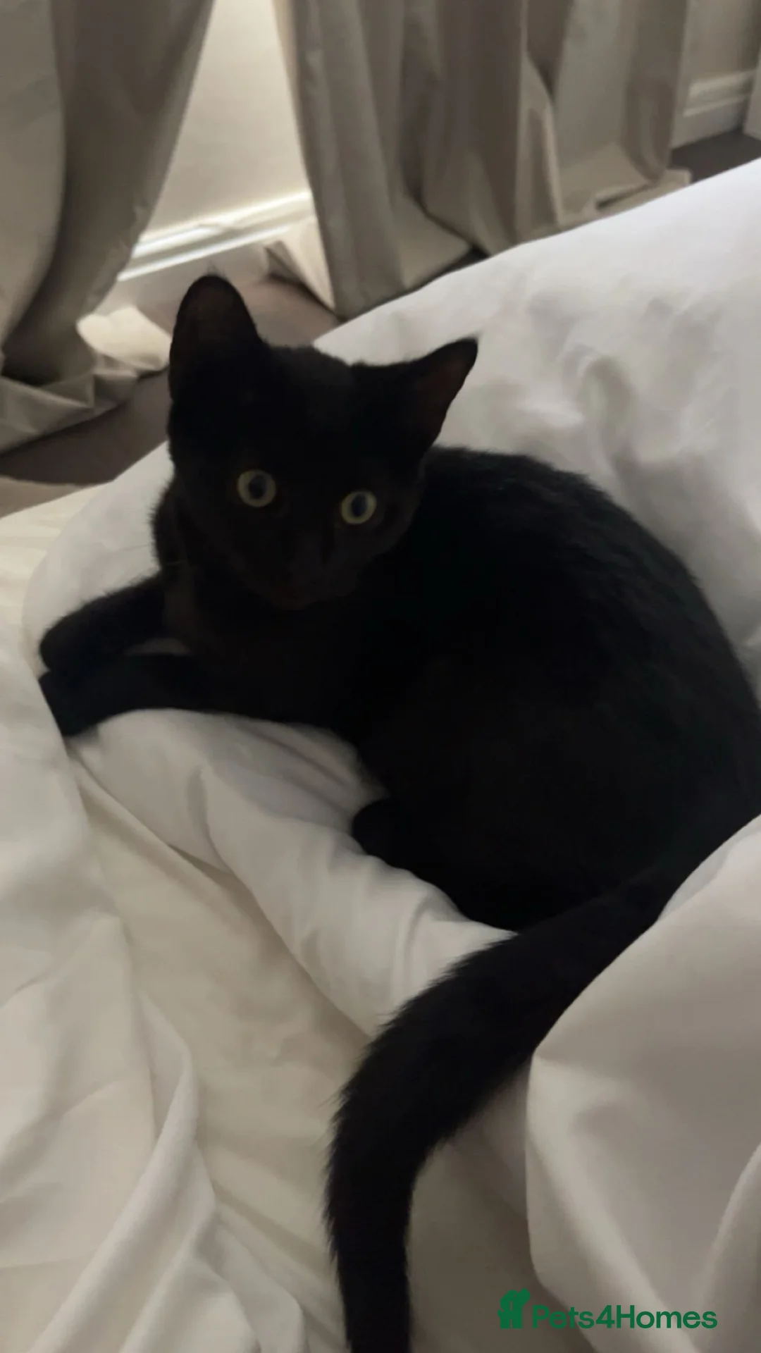 Domestic Shorthair cats for sale: 6 months old black male cat for sale  - Advert 2
