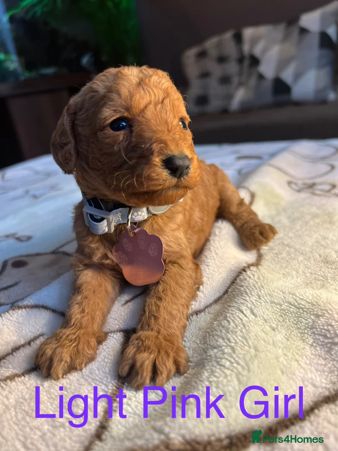 Labradoodle dogs for sale: Labradoodle Fox Red♥️Health Check - Advert 2