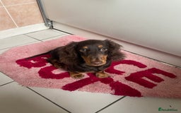 Miniature Dachshund dogs for sale: Dachshund  - Image 3