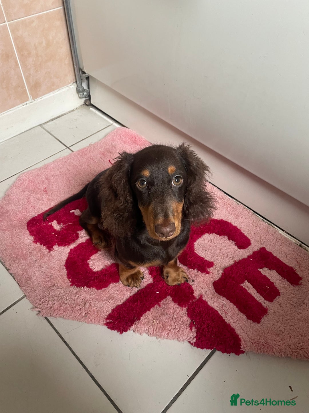 Miniature Dachshund dogs for sale: Dachshund  - Image 3