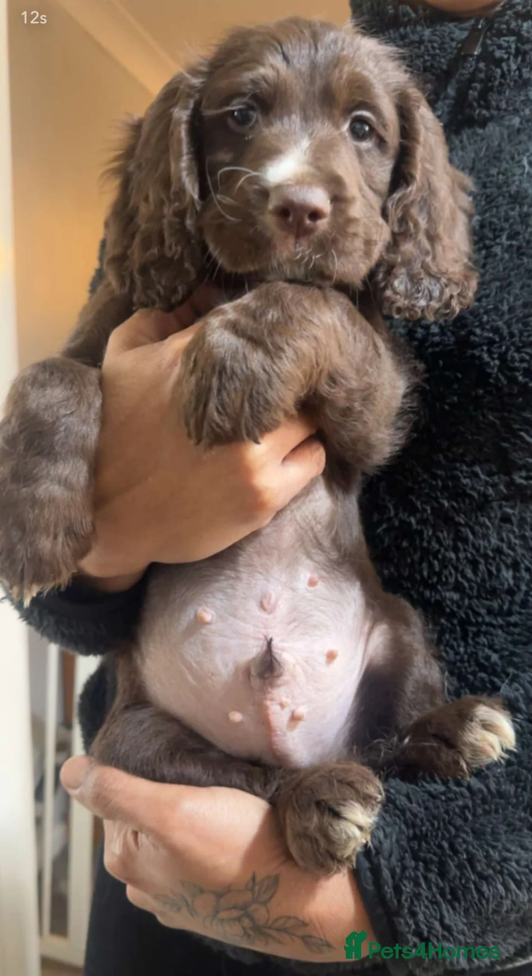 Cocker Spaniel dogs for sale: Cocker spaniel boy availble - Advert 2