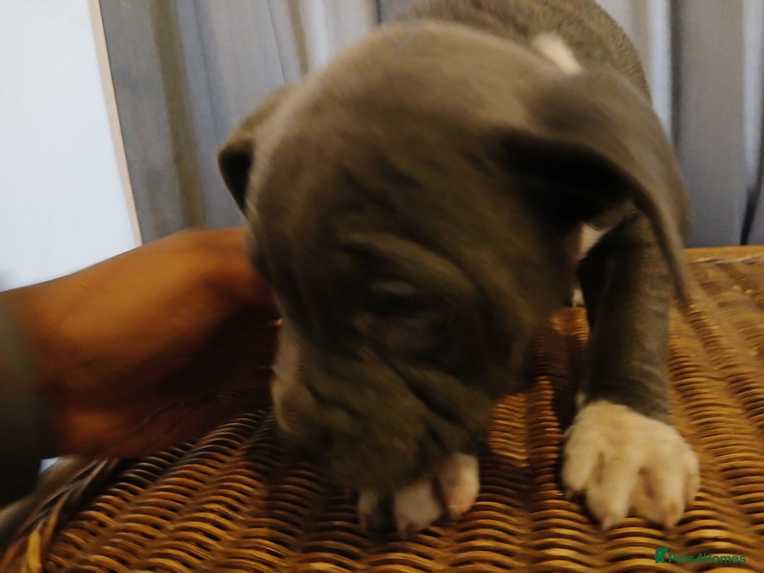 Mixed Breed dogs for sale: 2 Half Staffy & Half American Bulldog Puppies  - Advert 5