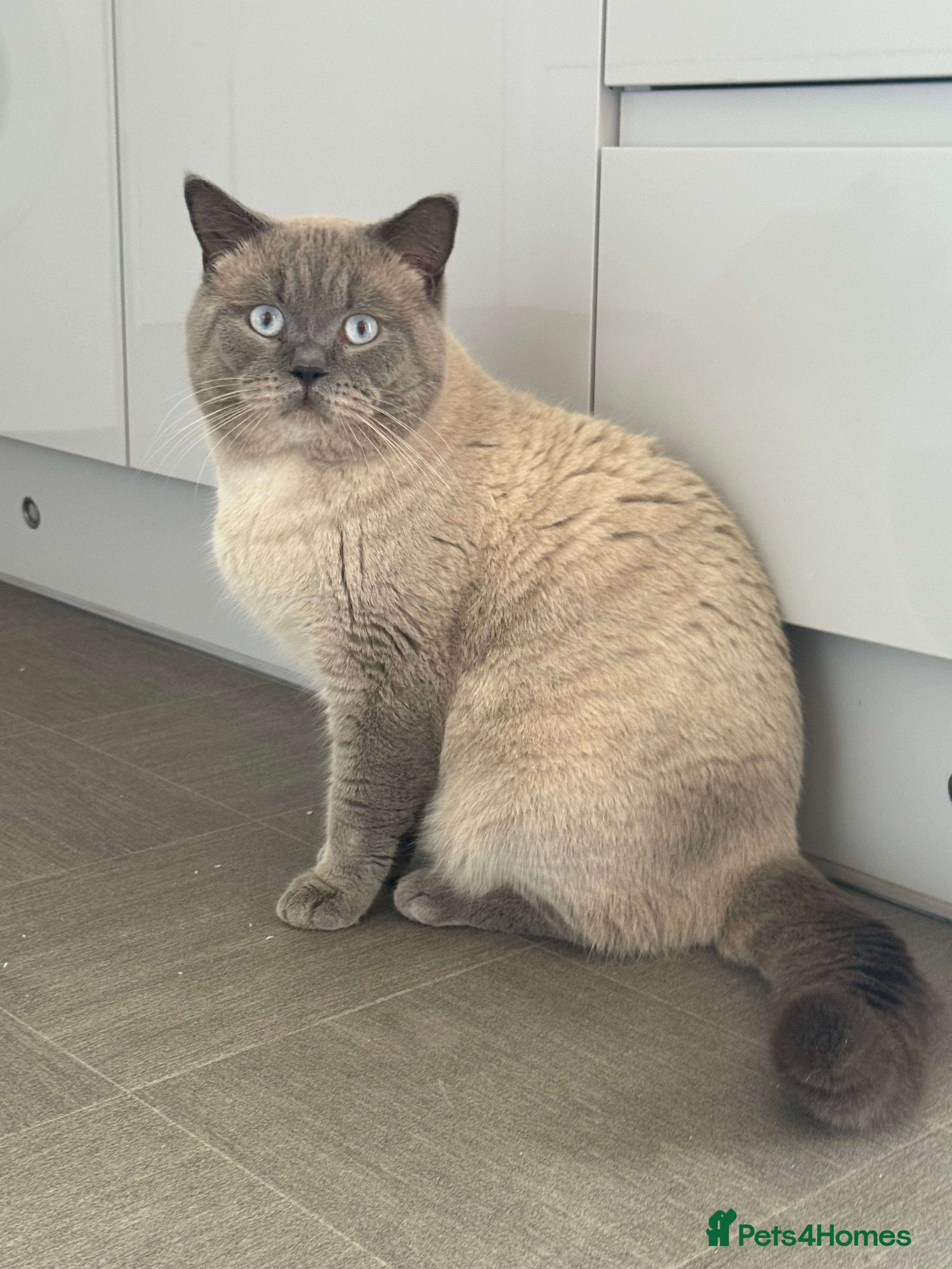 British Shorthair cats 🐻 BEAR 🐻 BRITISH SHORTHAIR FOR STUD DUTY GCCF - Advert 13